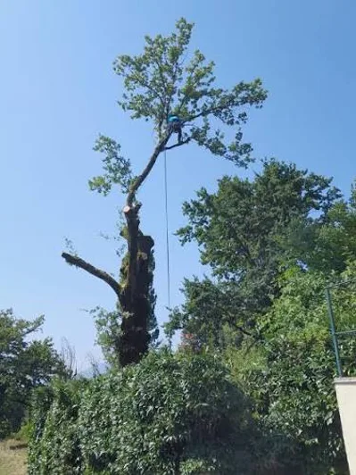 Tronçon de tronc retenu par une corde pendant un démontage