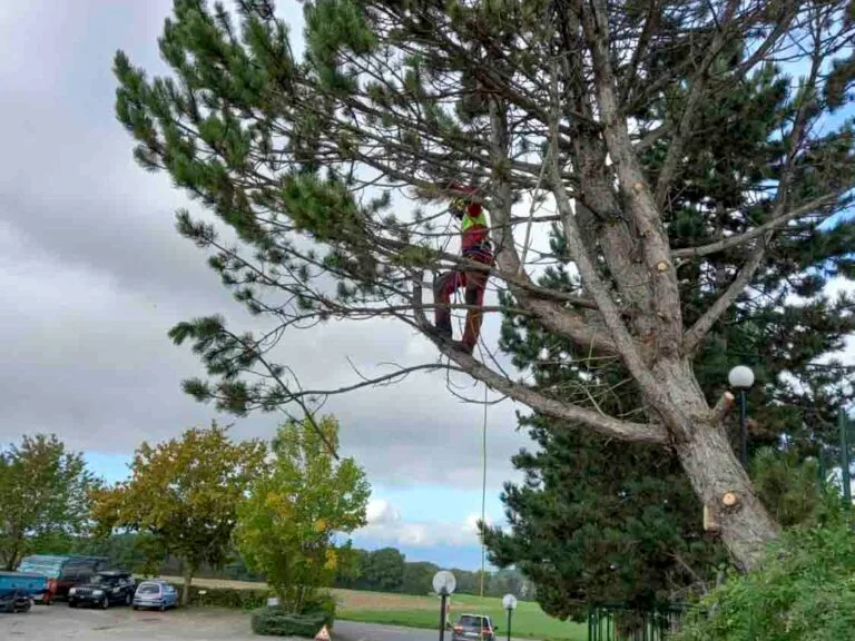 Grimpeur en haut d'un pin en cours de démontage, en bord de route