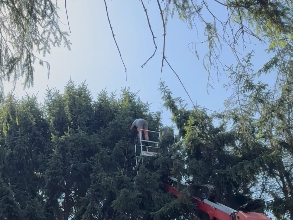 Taille d'un conifère depuis la nacelle