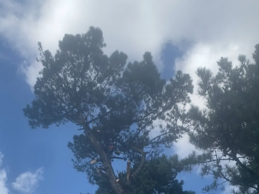Grand pin vu en contre-plongée, grimpeur dans le houppier