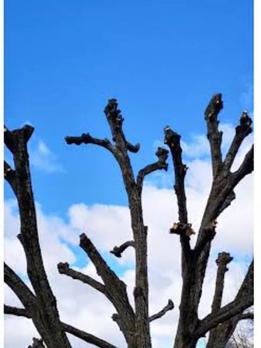 Le même arbre têtard après la taille