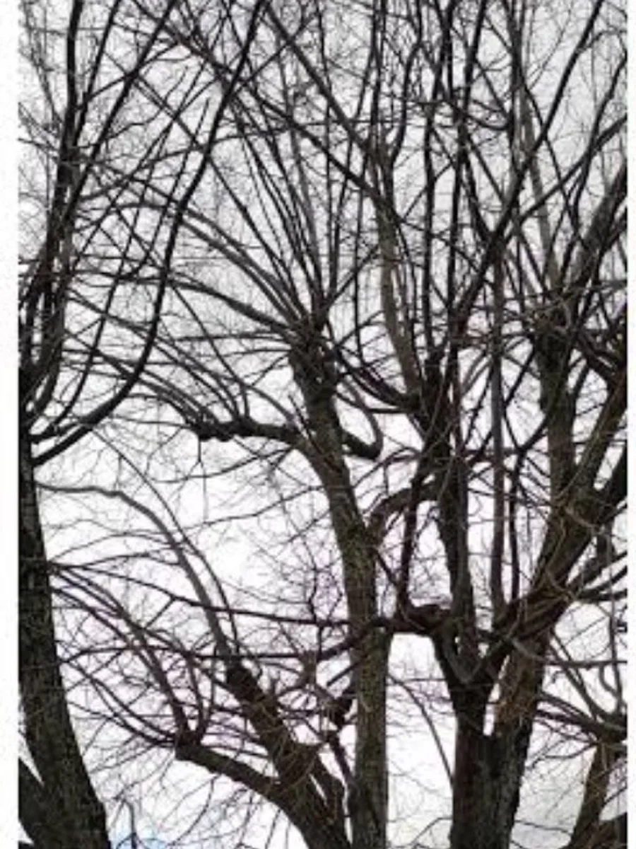 Arbre têtard avant la taille, rejets d'un an